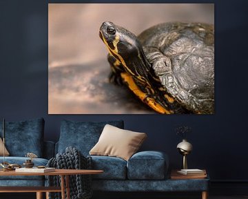 een schildpad zittend op een rots van Mario Plechaty Photography