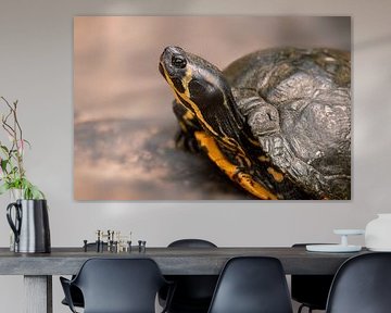 een schildpad zittend op een rots van Mario Plechaty Photography