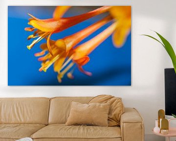 Orange flowers on blue background by Maerten Prins