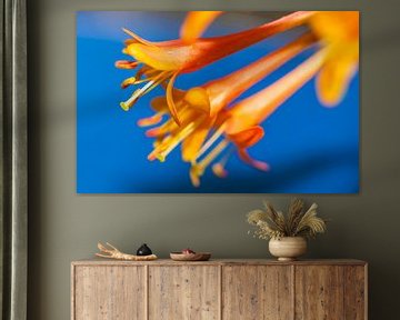 Oranje bloemen op blauwe achtergrond von Maerten Prins