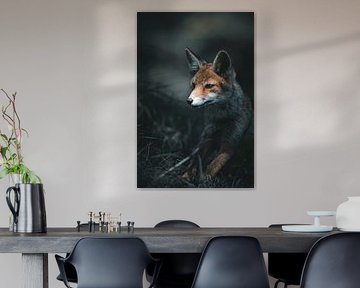 Fox in the Amsterdam Water Supply Dunes by Daniel Hop