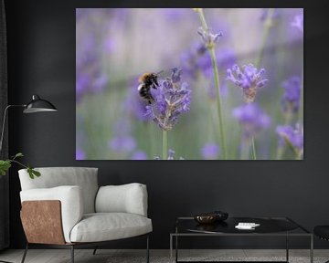 Bumblebee on lavender