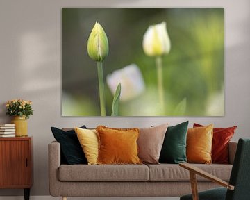 Nahaufnahme einer grünen Knospe einer Tulpe von Joachim Küster