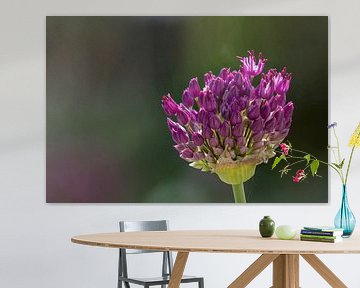 Gros plan sur une fleur d'allium violette sur Joachim Küster