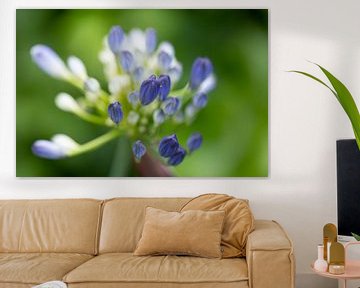 Close-up van knoppen van een blauwe agapanthus van Joachim Küster