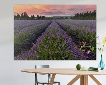 Lavender field at sunset by Jacques Jullens