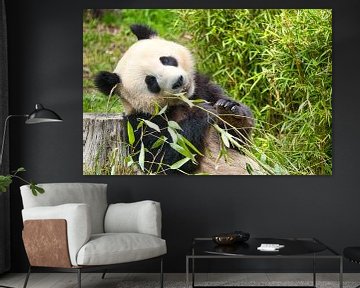Reuzenpanda die bamboe eet. De bedreigde beer uit Azië met zwarte van Martin Köbsch