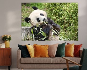Giant panda eating bamboo. The endangered bear from Asia with black by Martin Köbsch