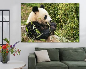 Giant panda eating bamboo. The endangered bear from Asia with black by Martin Köbsch