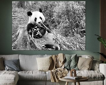 Giant panda eating bamboo. The endangered bear from Asia with black by Martin Köbsch