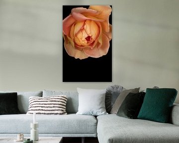 The rose, just a flower or still a symbol? by foto by rob spruit