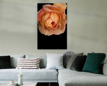 Die Rose, nur eine Blume oder ein Symbol? von foto by rob spruit