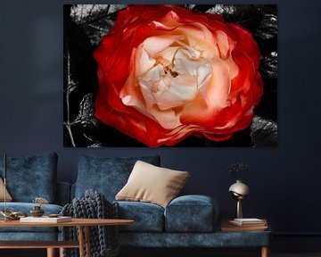 La rose rouge, symbole de l'amour sur foto by rob spruit