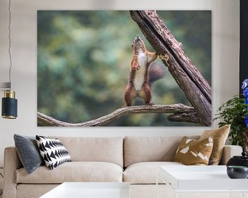 squirrel by Andy van der Steen - Fotografie