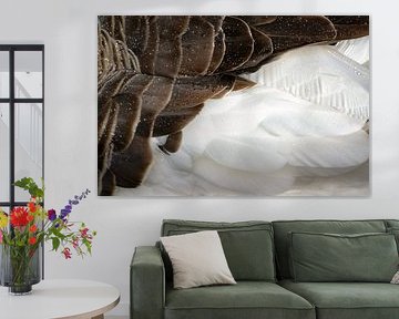 Federn von Jan van der Knaap