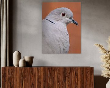 Portret van een turkse tortel duif van Laurens de Waard