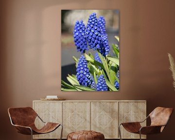 Grape hyacinths (Muscari) by Alexander Ludwig