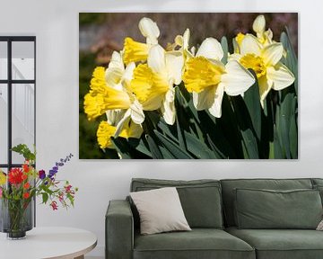 Daffodils (Narcissus) by Alexander Ludwig