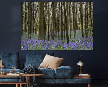 Blauwe hyacinten in het Hallerbos van Barbara Brolsma