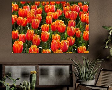 Prachtige oranje tulpen in een tulpenveld van W J Kok