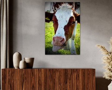 Portrait d'une vache tachetée tirant la langue sur Besa Art
