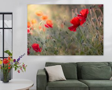 Poppies in the warm evening sun. by Patricia van Kuik