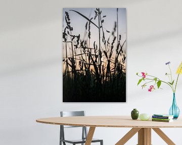 Silhouette van wilde bloemen tijdens zonsondergang