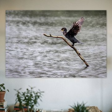 Kormoran mit ausgebreiteten Flügeln