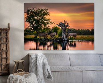 Prachtige zonsondergang met Konikpaarden