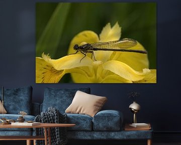 black dragonfly on a yellow lily by W J Kok