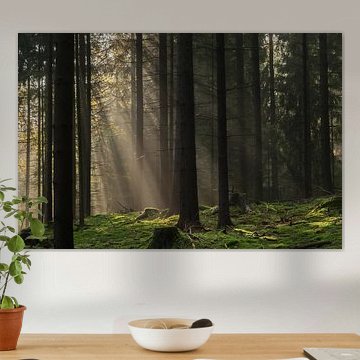 Heideweg, Sächsische Schweiz - Sonnenstrahlen im Nadelwald